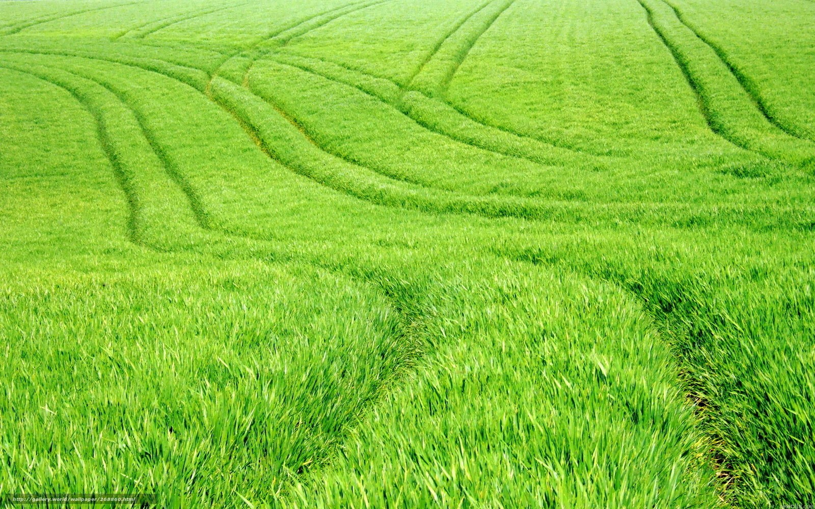Green Field with Tractor Tracks