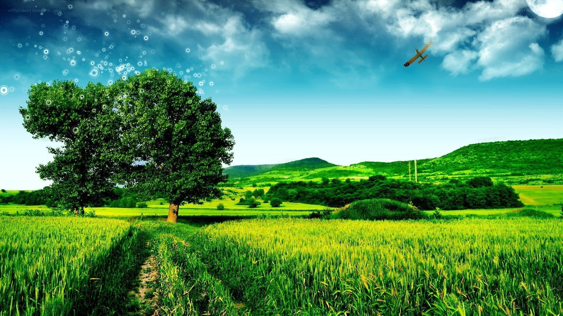 Green field with tree and airplane