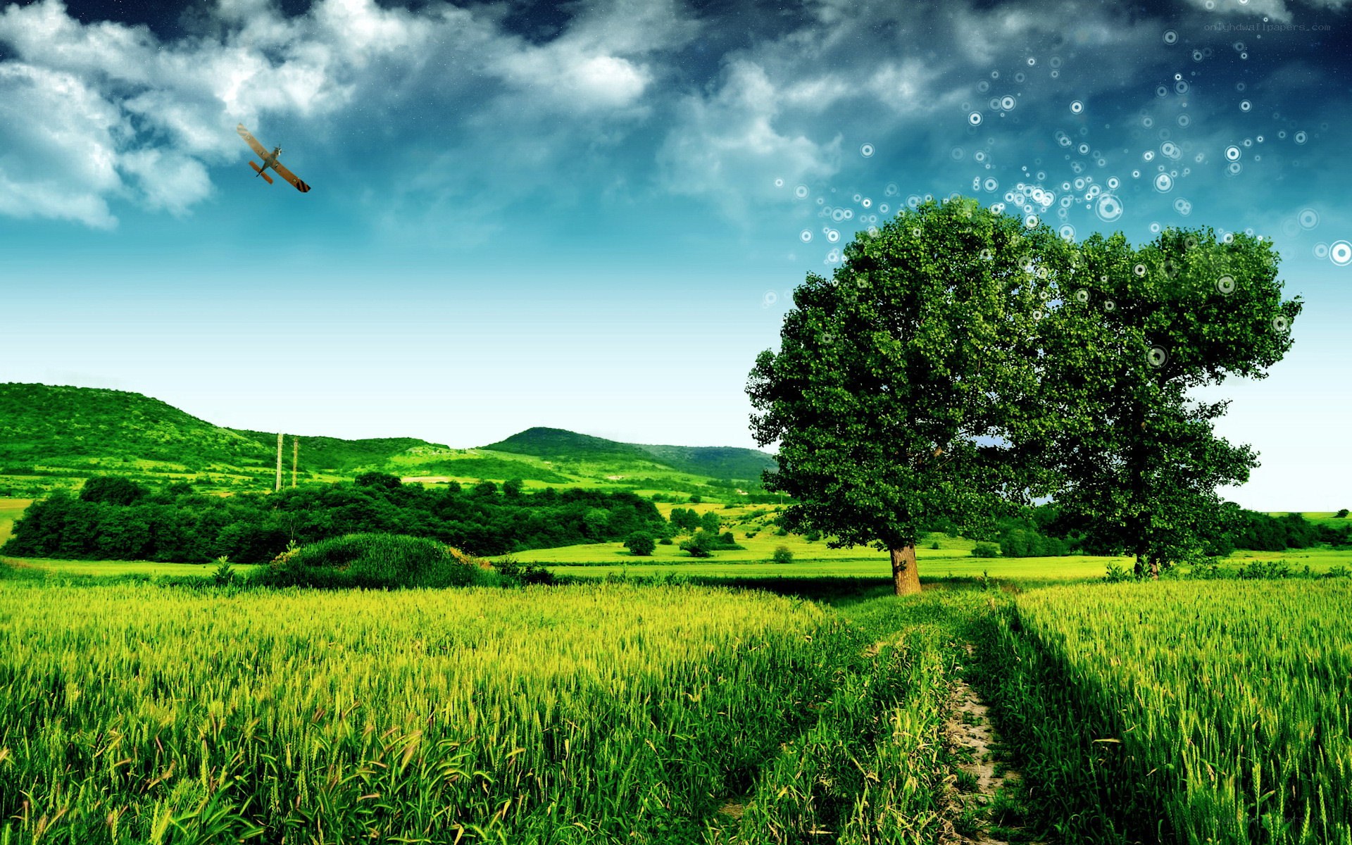 Green field with tree and plane