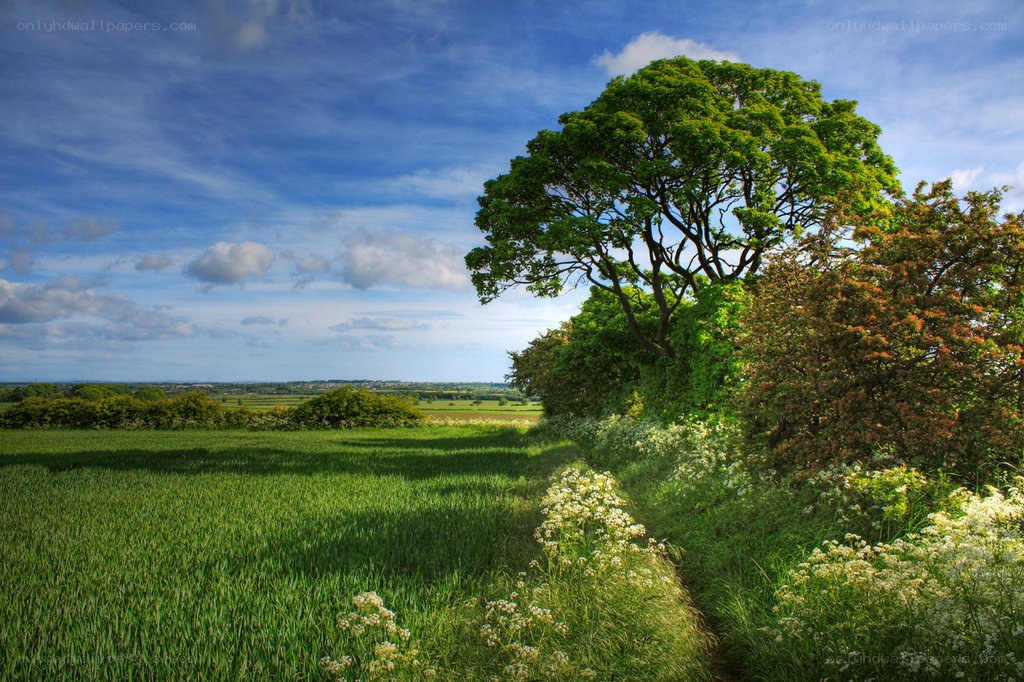 Green field with tree and wildflowers