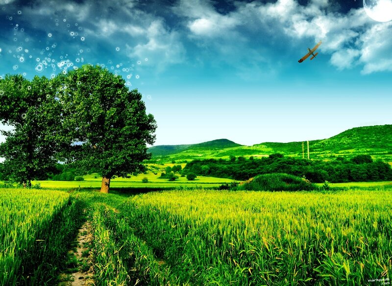Green Field with Tree — Serene, Afternoon, Digital Art, Airplane