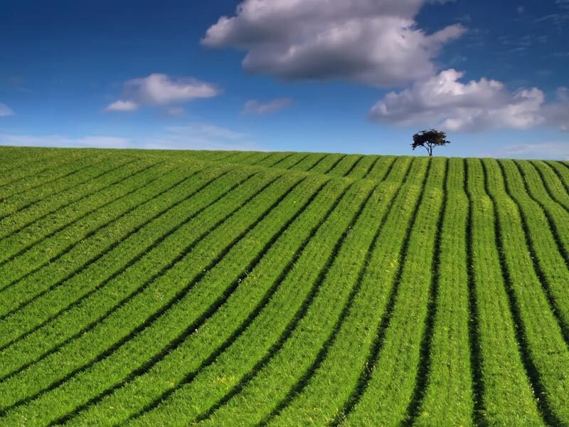 Green Field with Tree — Serene, Afternoon, Photograph, Clouds, Blue