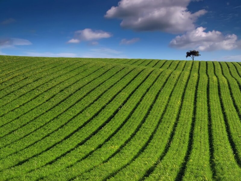 Green Field with Tree — Serene, Afternoon, Photograph, Clouds, Blue, White