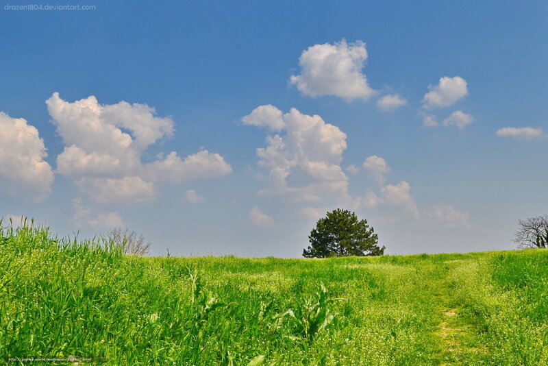 Green Field with Tree — Serene, Afternoon, Photograph, Clouds