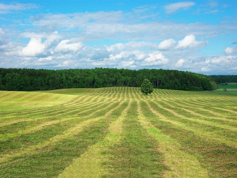 Green Field with Tree — Serene, Afternoon, Photograph, Forest