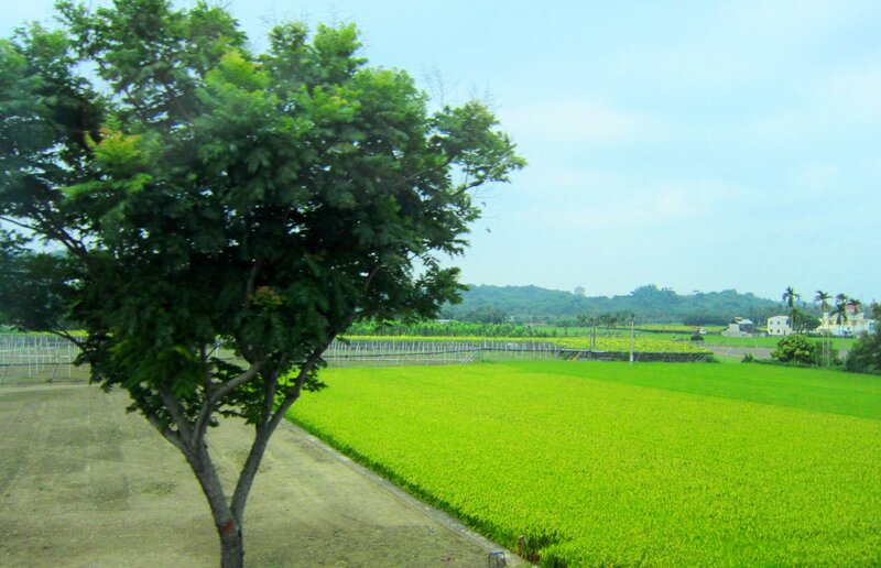 Green Field with Tree — Serene, Afternoon, Photograph, Houses