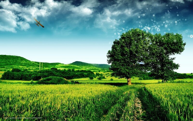 Green Field with Tree — Serene, Afternoon, Photograph