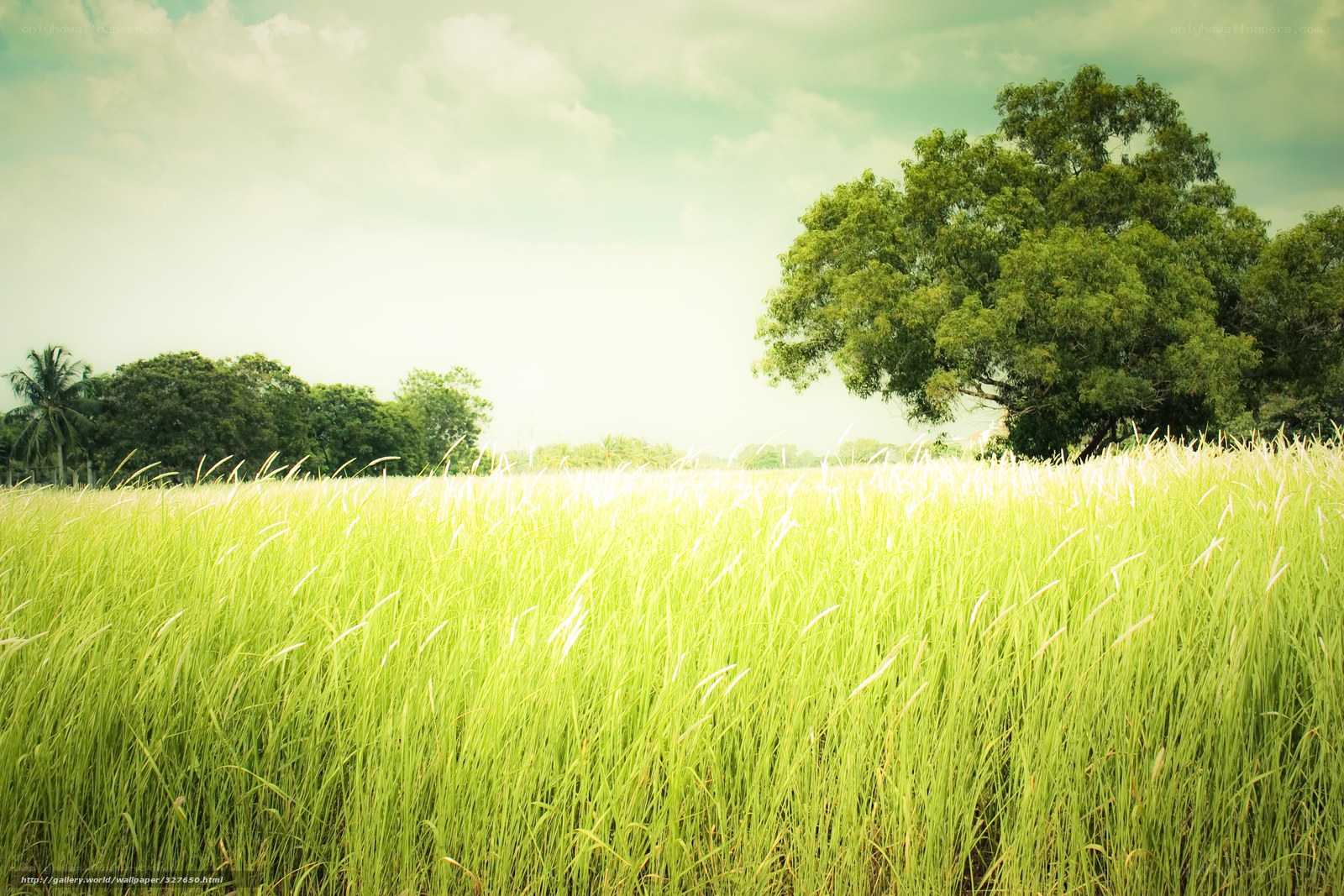 Green field with tree