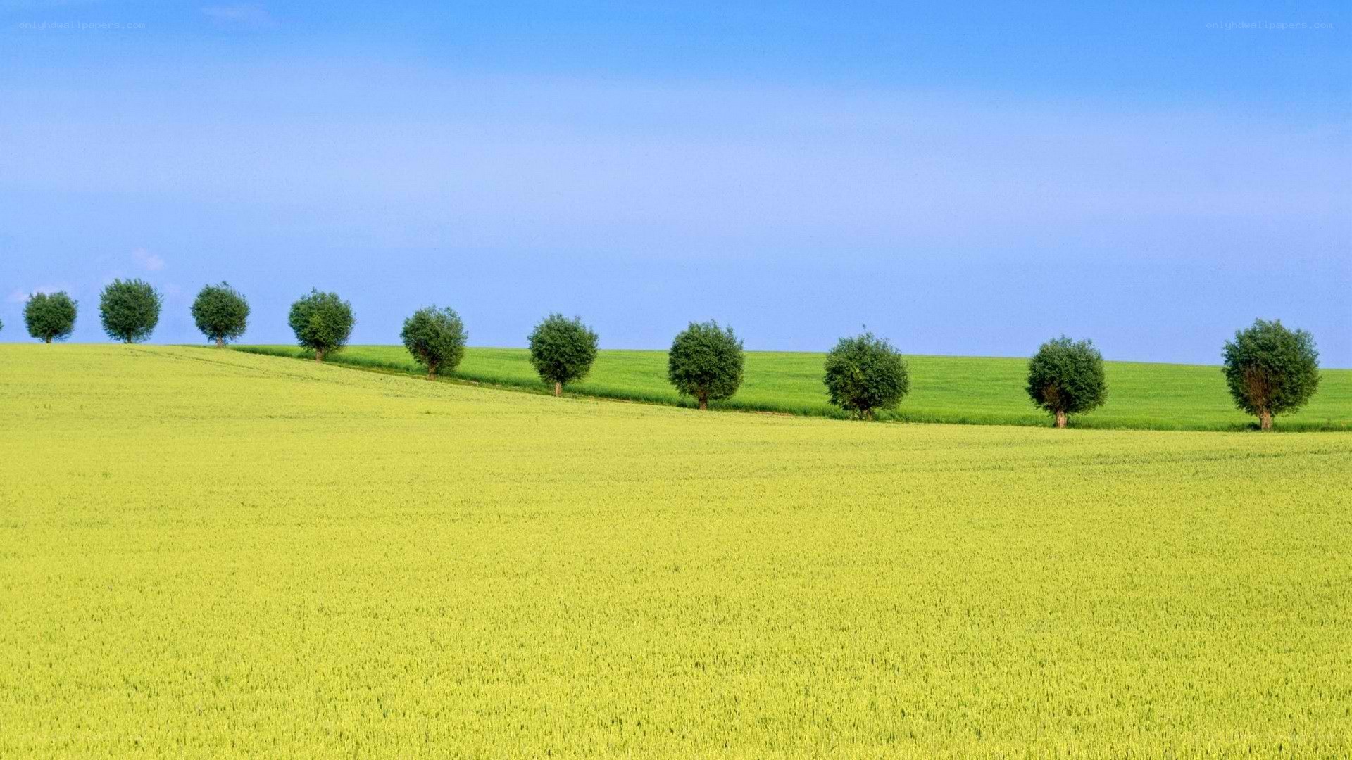 Green field with trees
