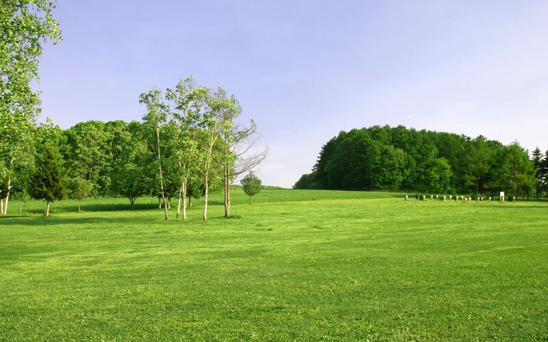 Green field with trees