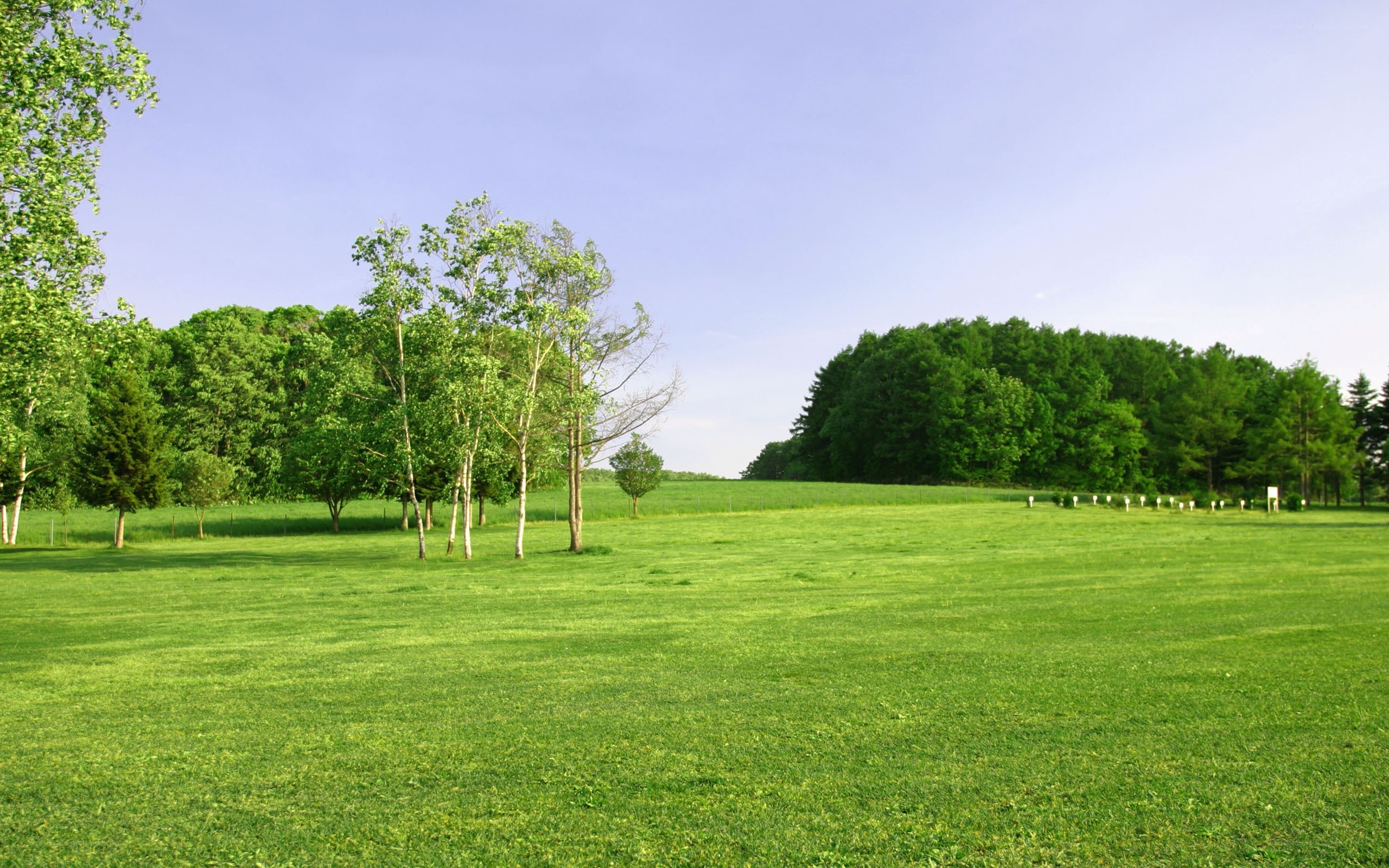 Green field with trees