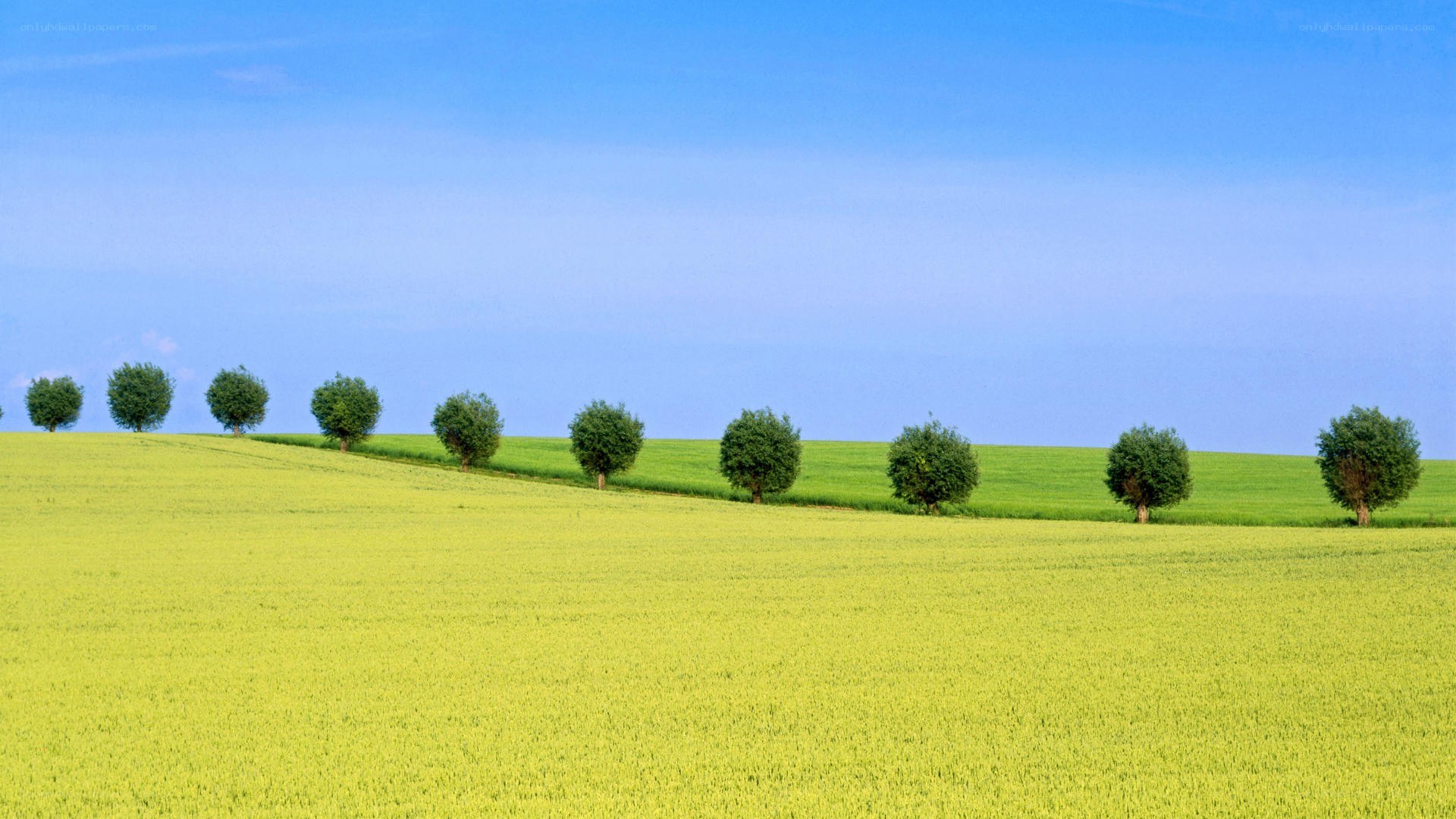green field with trees