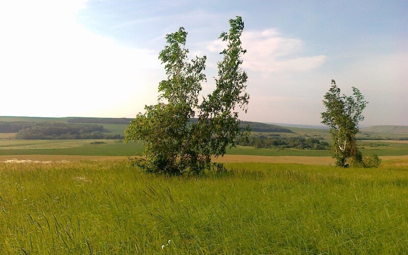 Green field with trees