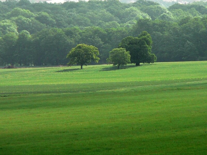 Green field with trees