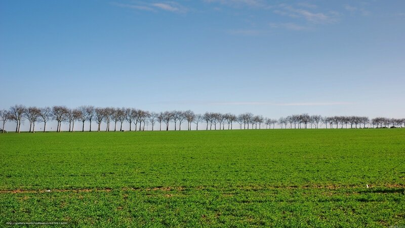 Green field with trees