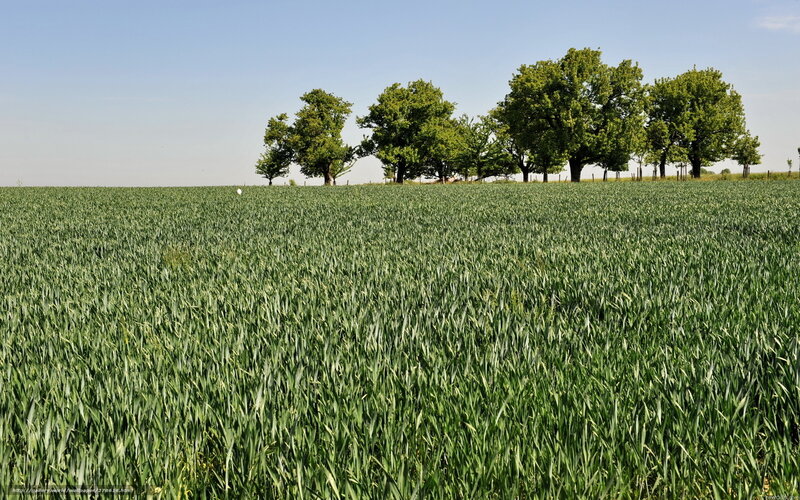 Green field with trees