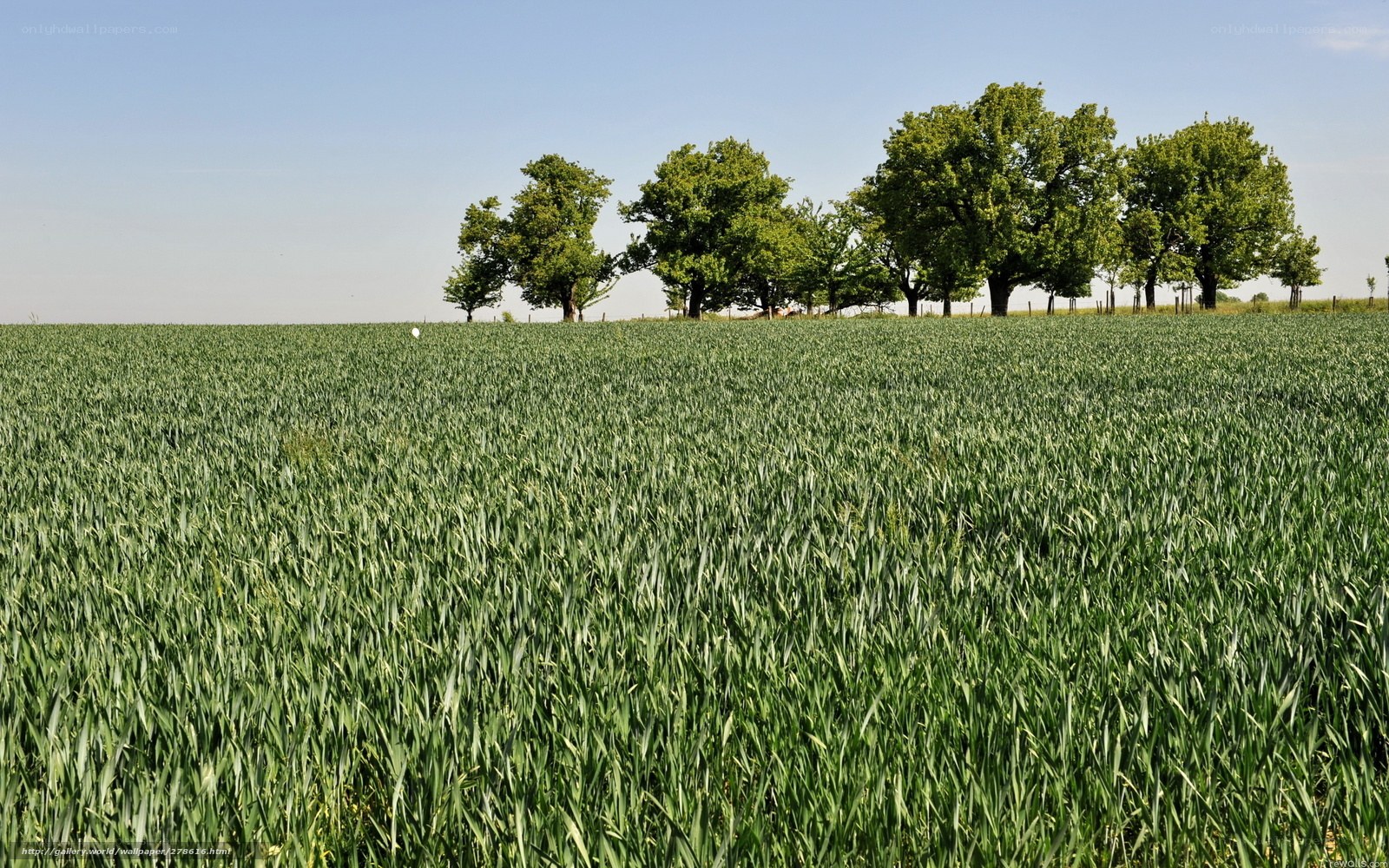 Green field with trees