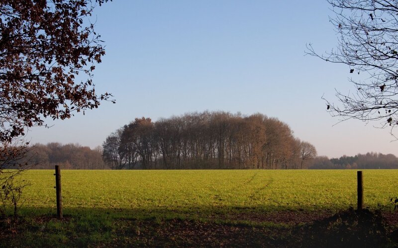 green field with trees