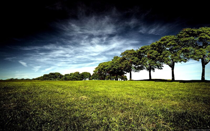Green field with trees