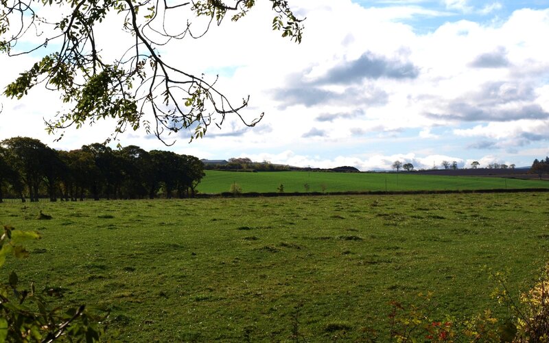 Green Field with Trees — Afternoon, Photograph