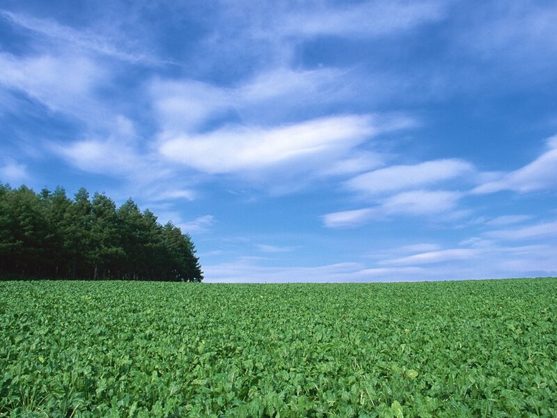Green Field with Trees — Afternoon, Sky