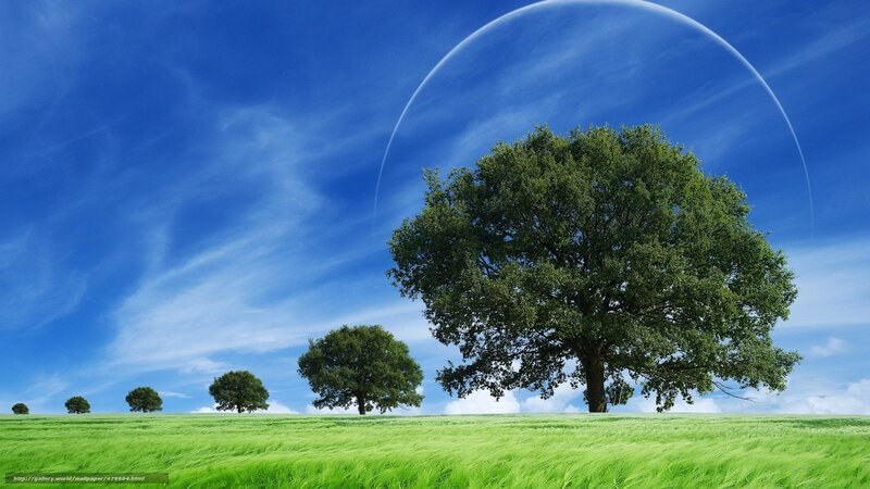 Green field with trees and blue sky