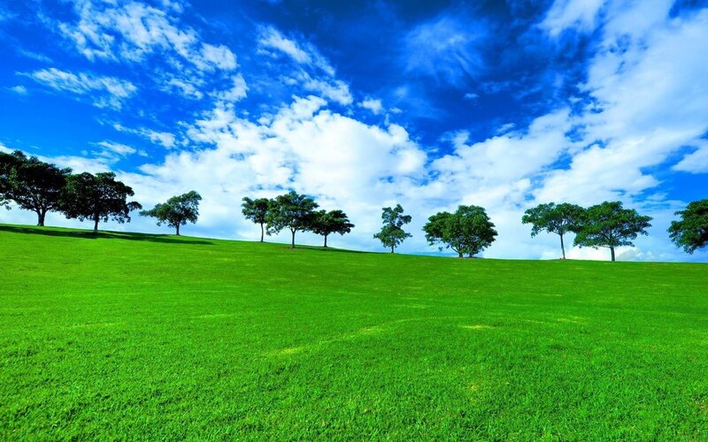 Green field with trees and blue sky