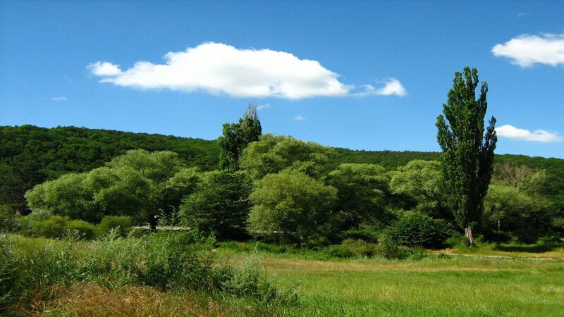 Green field with trees and blue sky