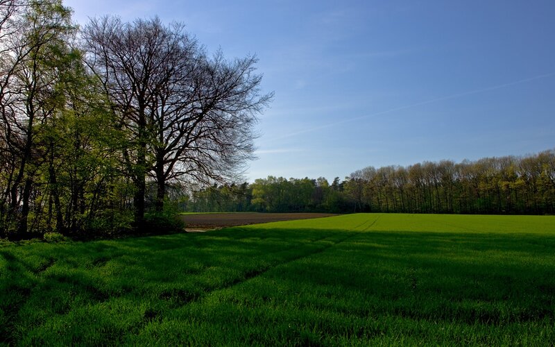 Green field with trees and blue sky