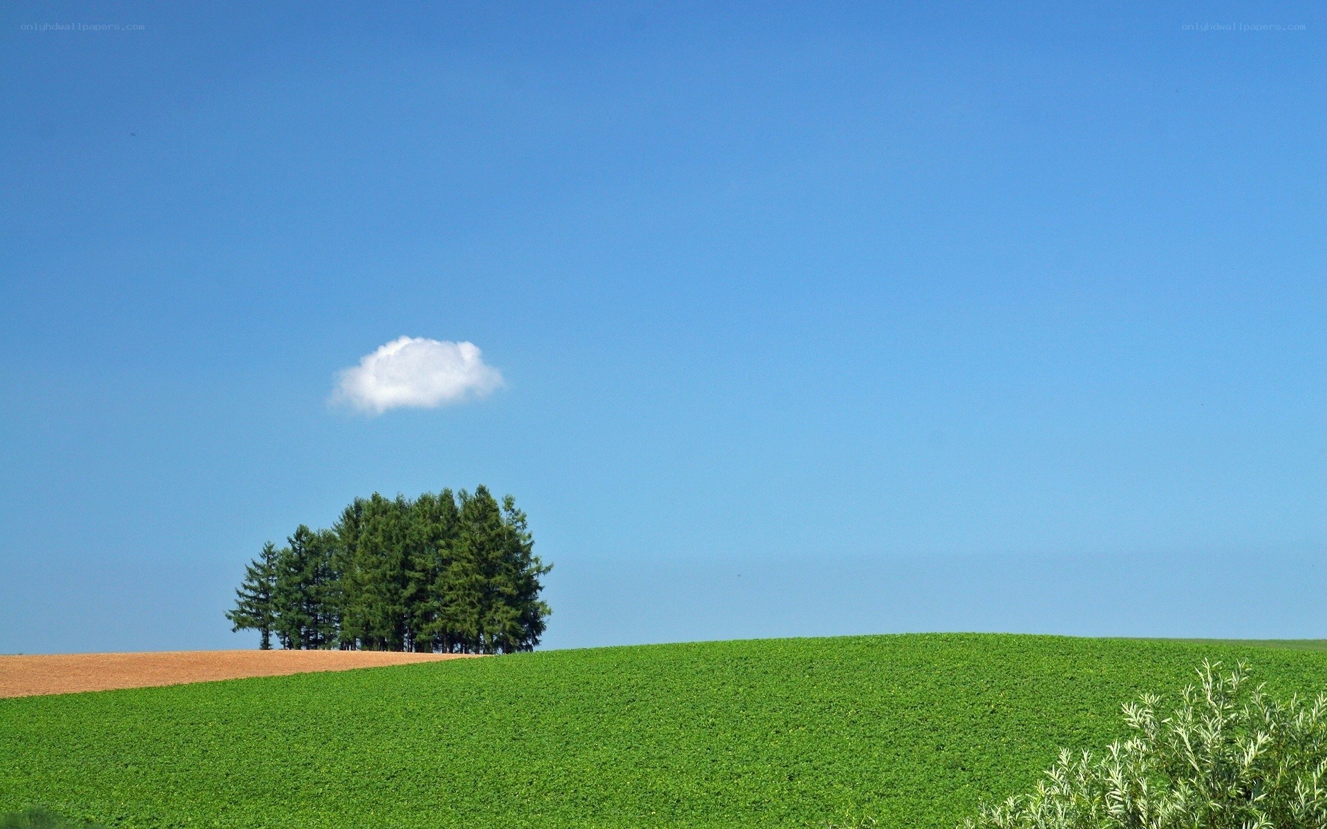 Green field with trees and cloud