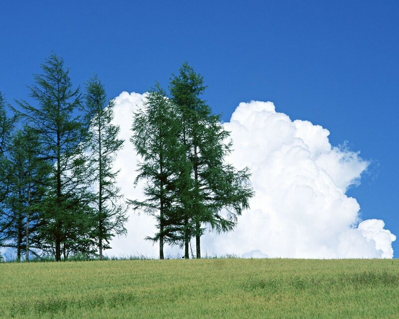 Green field with trees and clouds