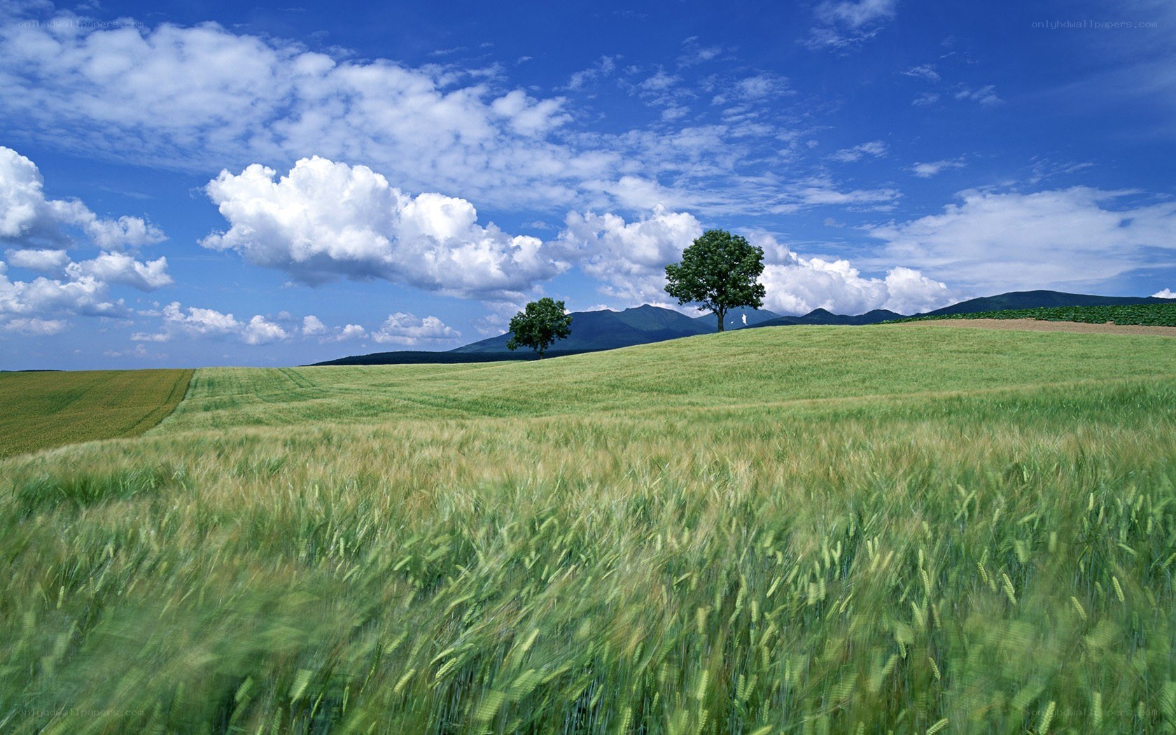 Green field with trees and mountains