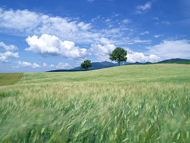 Green field with trees and mountains