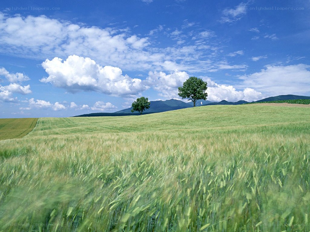 Green field with trees and mountains
