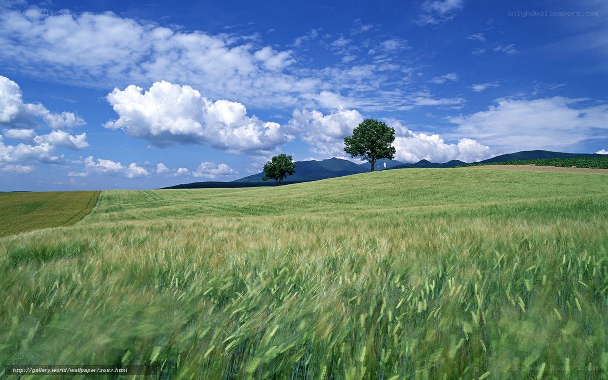 Green field with trees and mountains