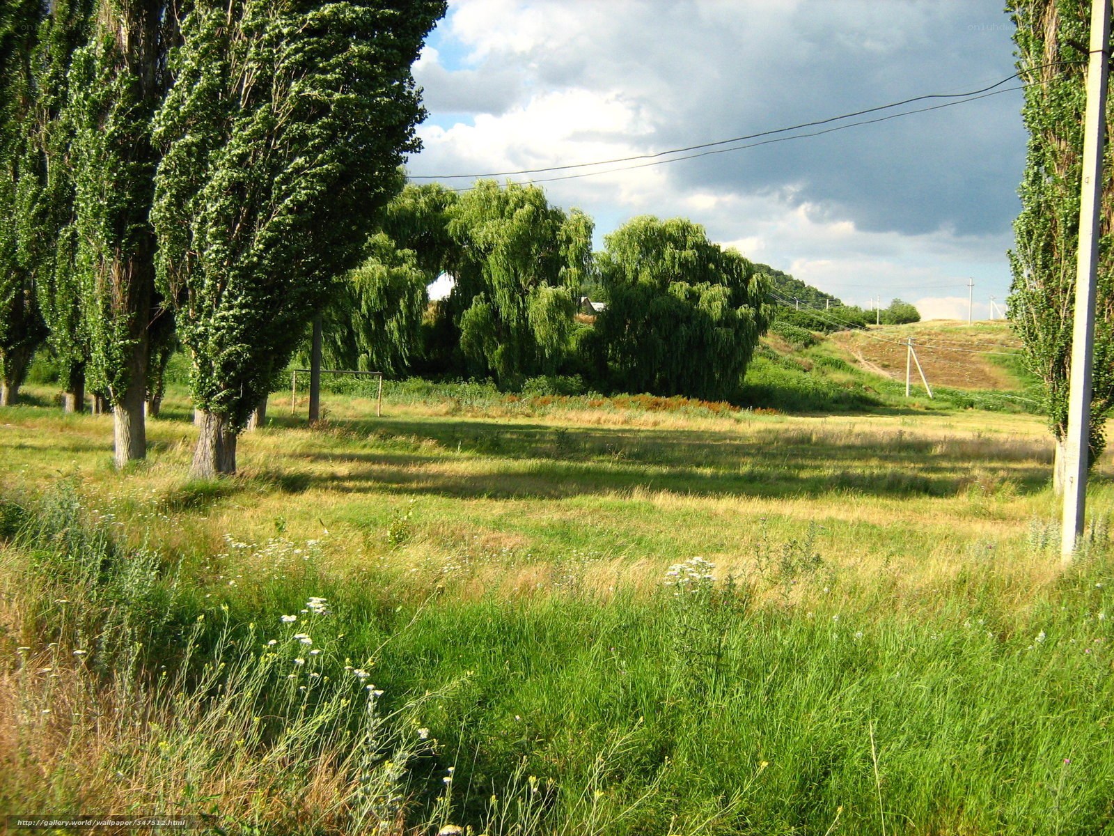 Green field with trees and power lines