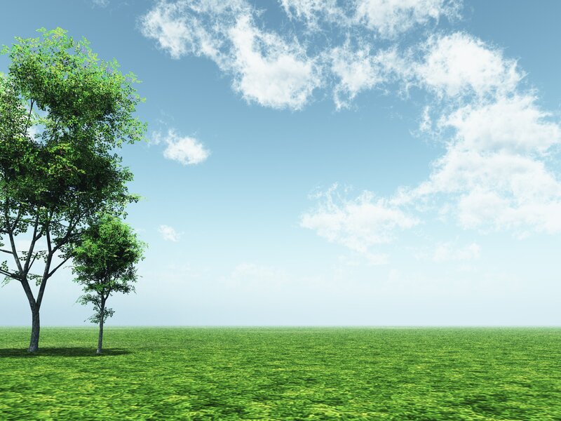 Green field with trees and sky
