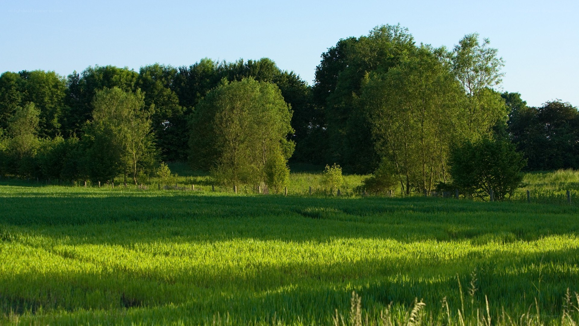 Green field with trees at sunset