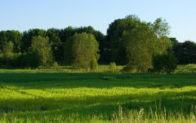 Green field with trees at sunset