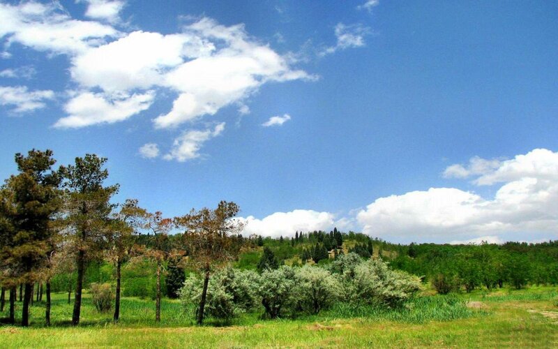 Green Field with Trees — Blue, Serene, Afternoon