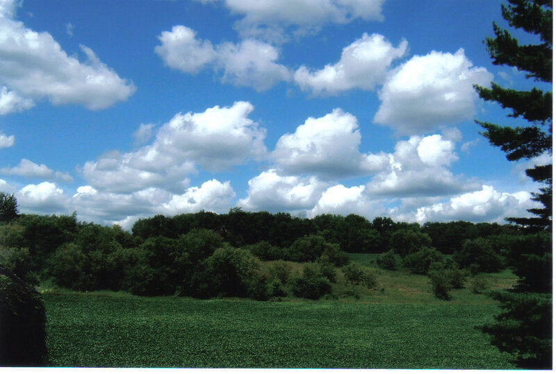 Green Field with Trees — Blue, White