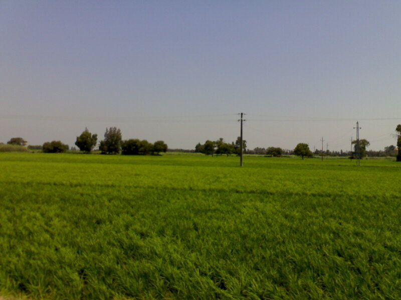 Green Field with Trees — Calm, Afternoon, Photograph, Power Lines