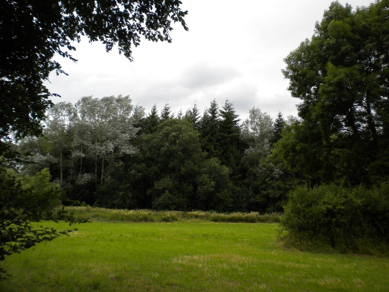 Green Field with Trees — Calm, Afternoon, Photograph
