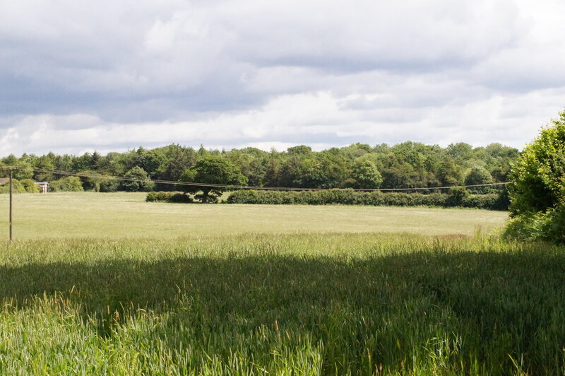 Green Field with Trees — Calm, Afternoon