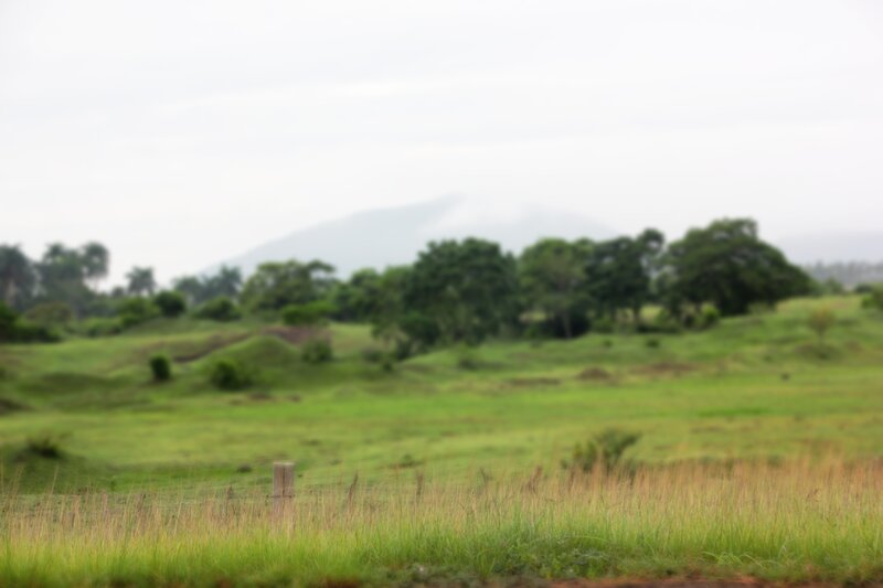 Green Field with Trees — Calm, Photograph