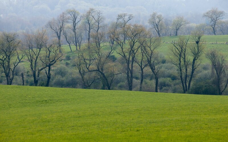 Green Field with Trees — Calm, Spring, Photograph