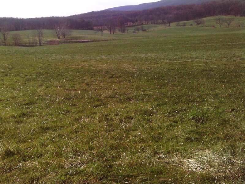 Green Field with Trees — Calm, Spring