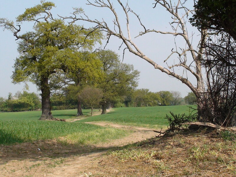 Green Field with Trees — Calm