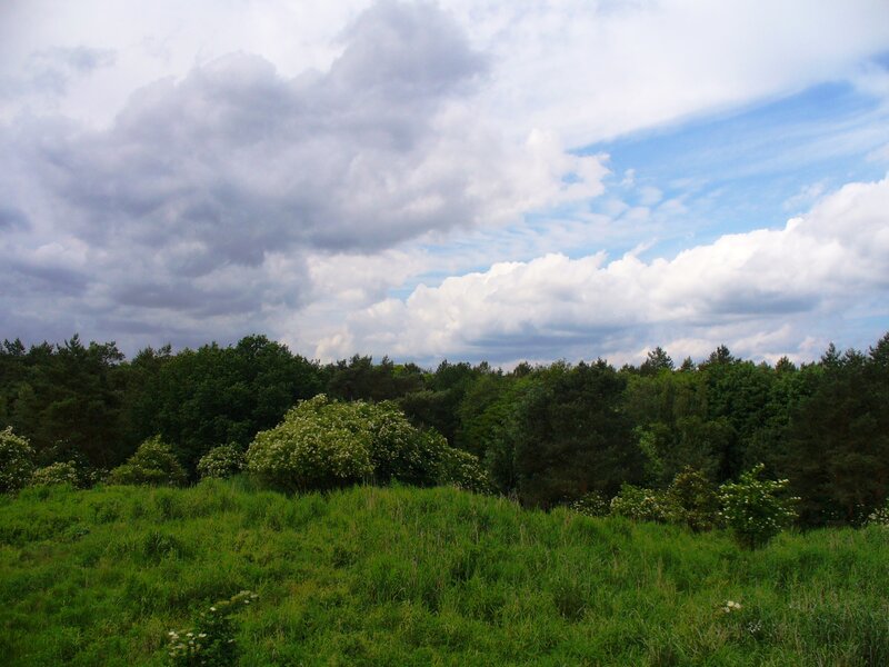 Green Field with Trees — Dramatic, Afternoon, Photograph, Clouds, Grass