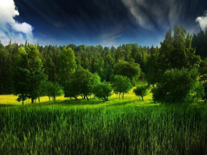Green Field with Trees — Dramatic, Afternoon, Photograph, Forest